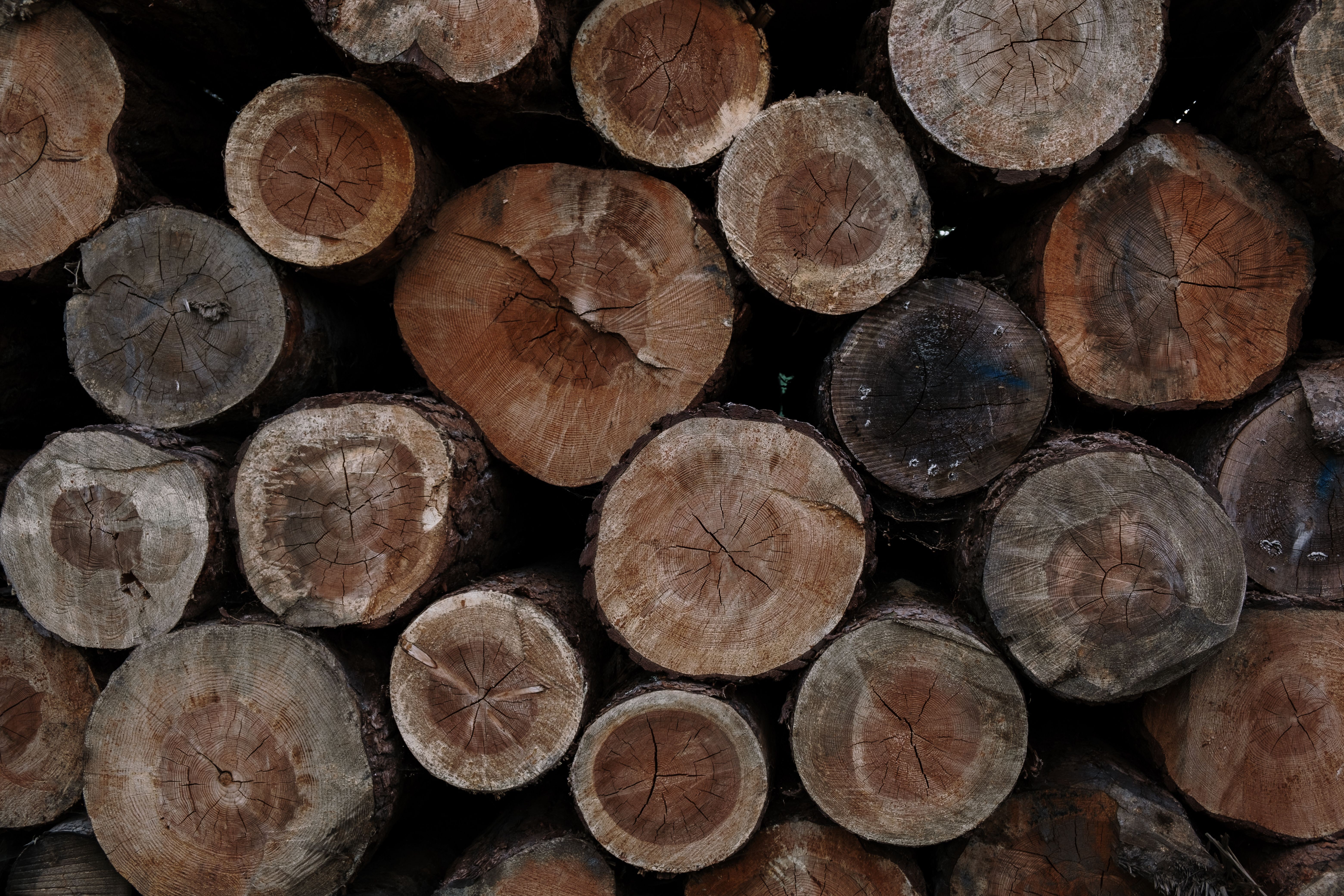 Stacked French oak logs showing growth rings and grain, the raw material behind VOGUE Parquet hardwood flooring